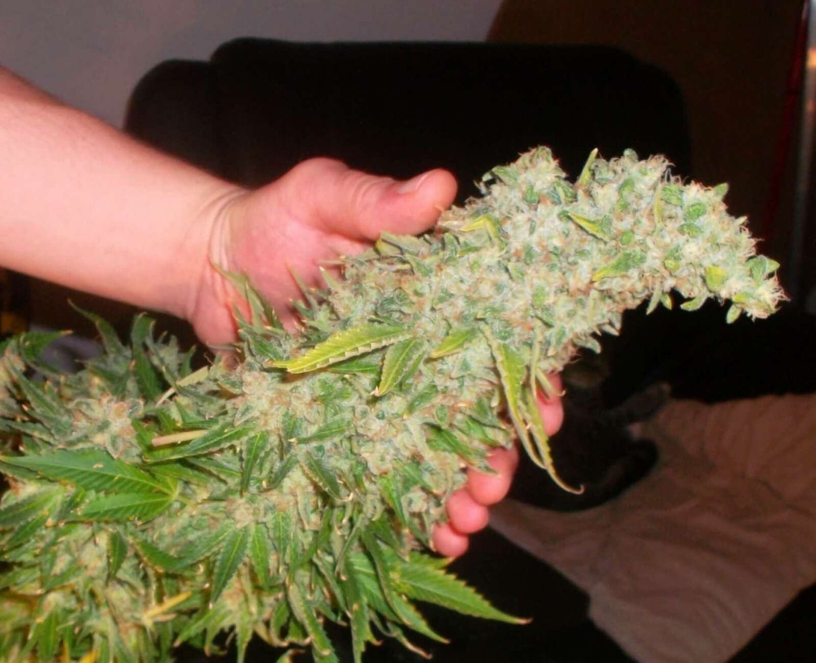 Официальный семена марихуаны недостаток калия в конопле